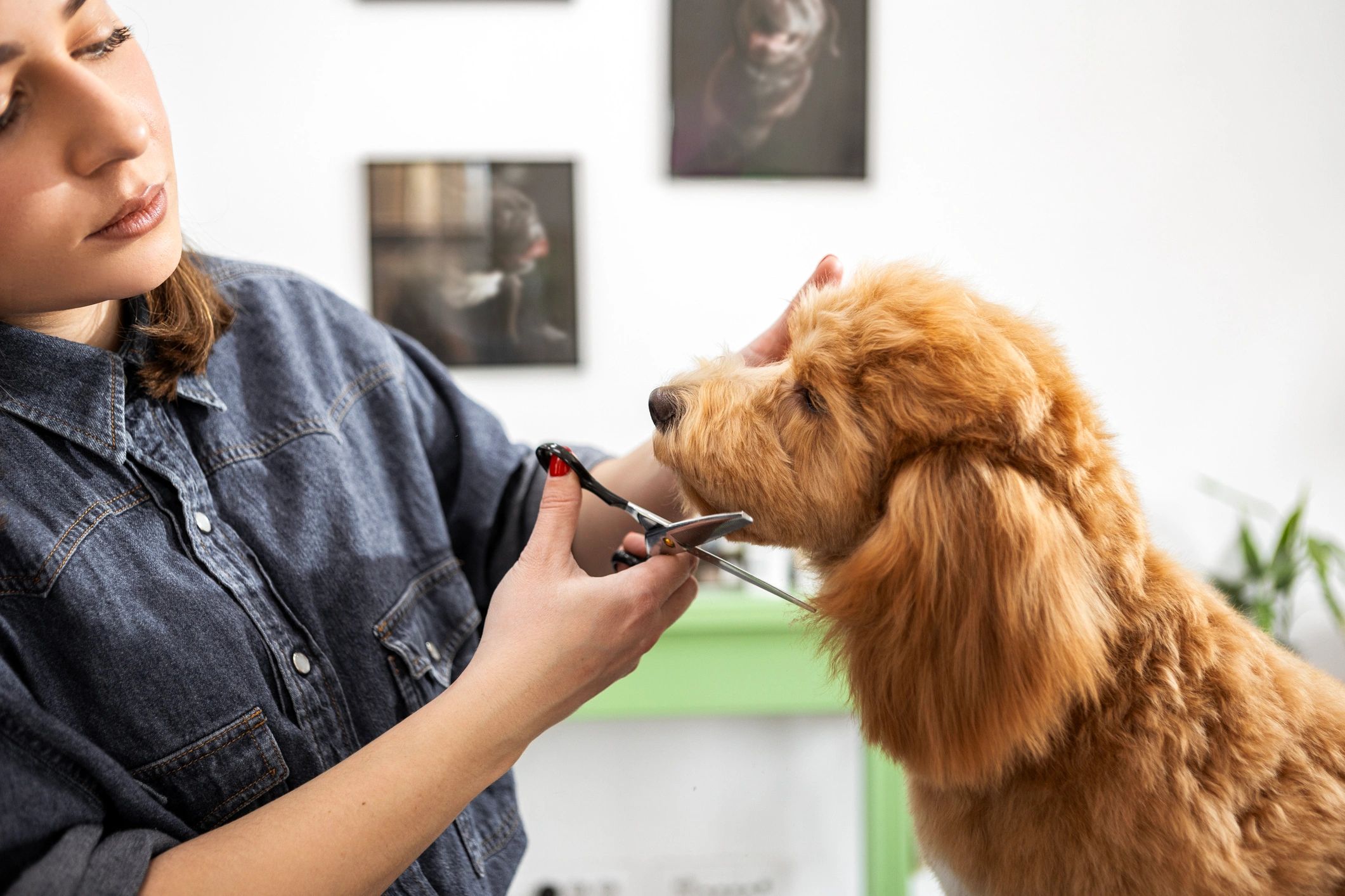 Dog grooming shears